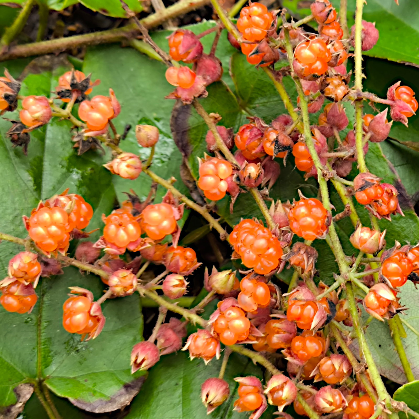 Rubus Ichangensis