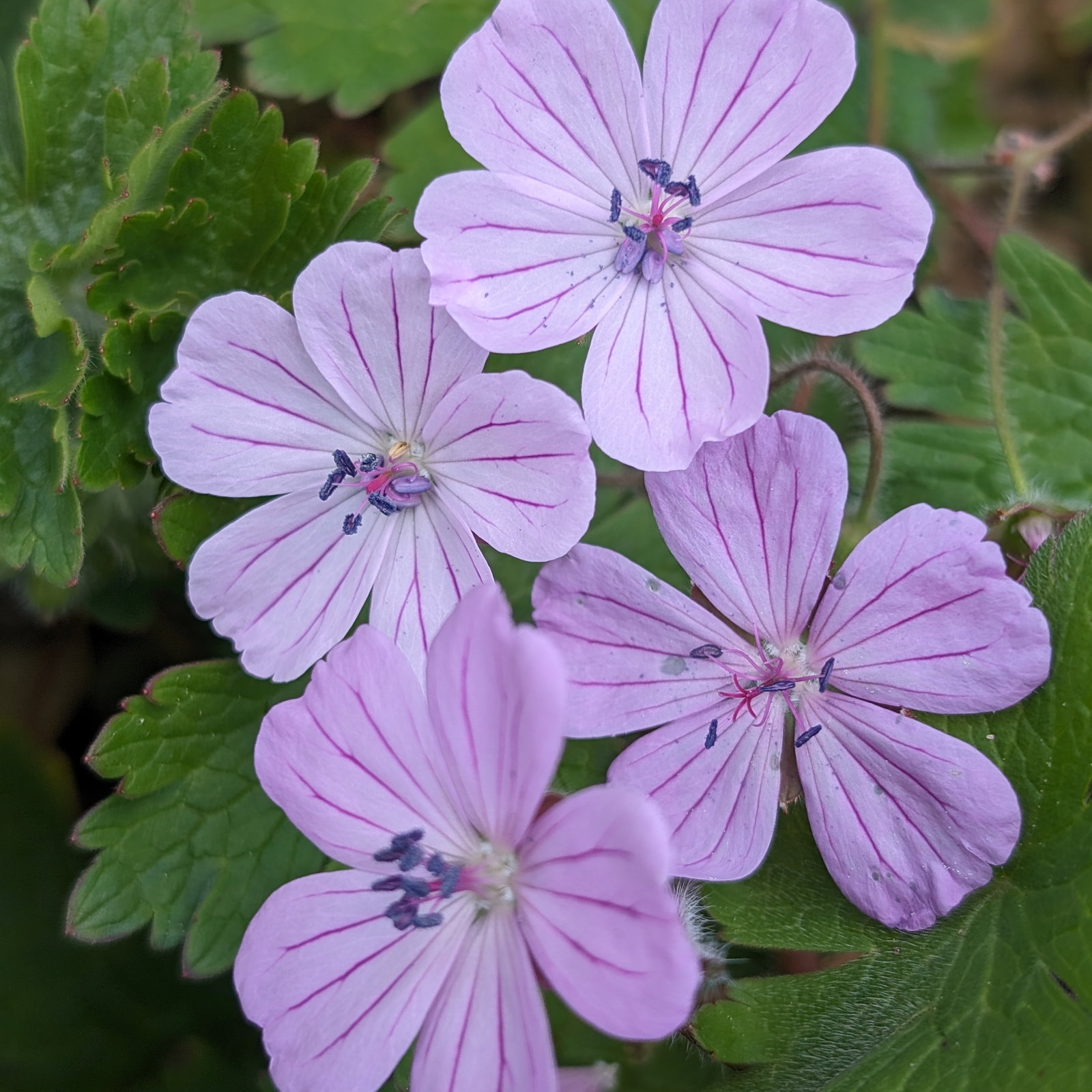 Geranium Albanum