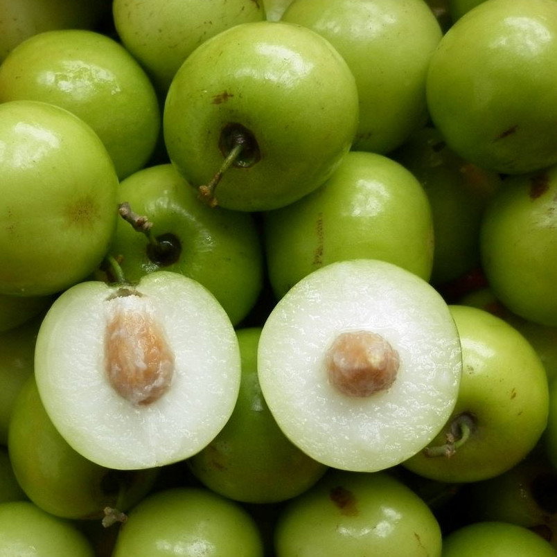 Ziziphus Mauritana