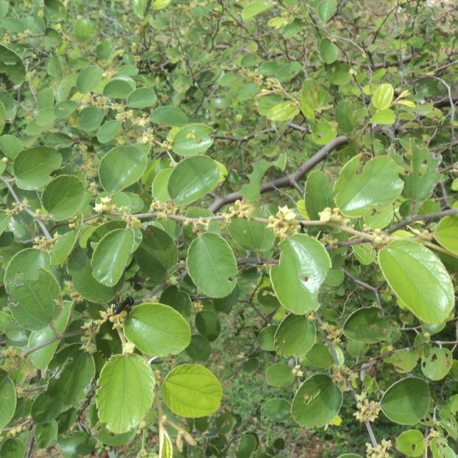 Ziziphus Mauritana