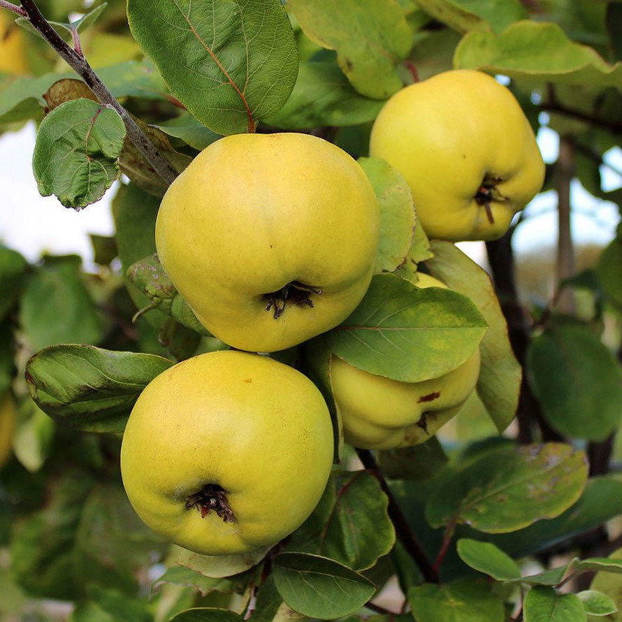 Pyrus Cydonia