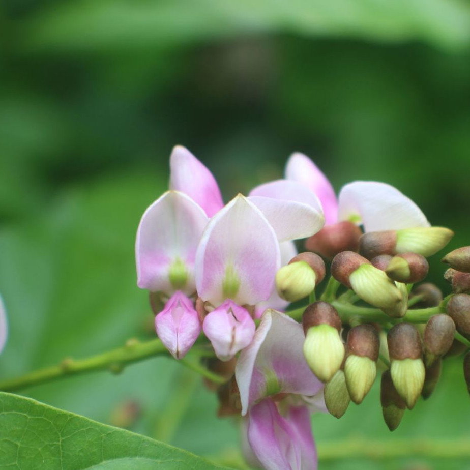 Pongamia Pinnata