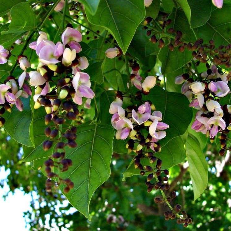 Pongamia Pinnata