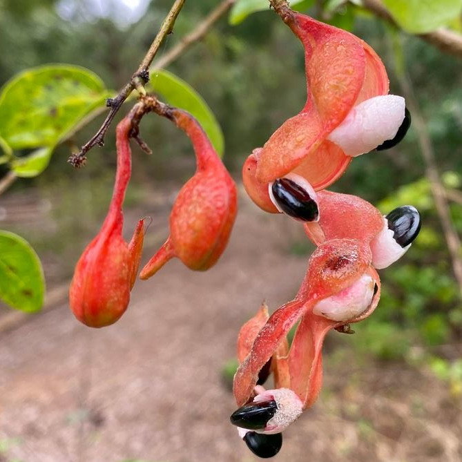 Pithecellobium Dulce