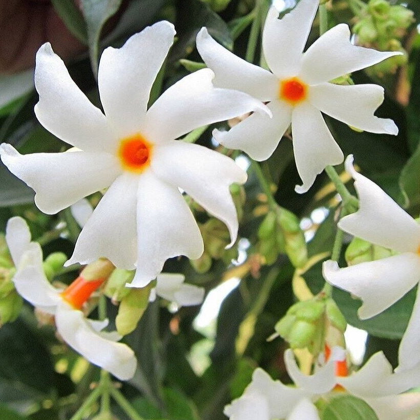 Nyctanthes Arbor Tristis