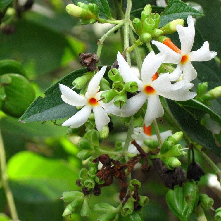 Nyctanthes Arbor Tristis