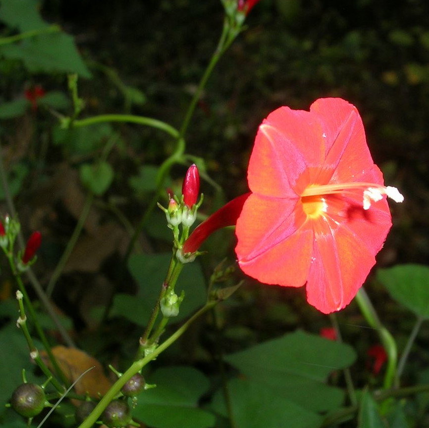 Ipomoea Hederifolia