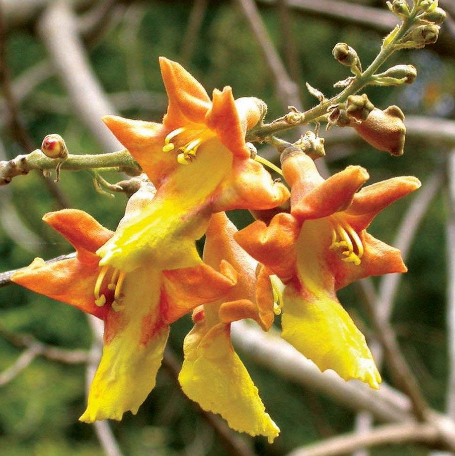Gmelina Arborea