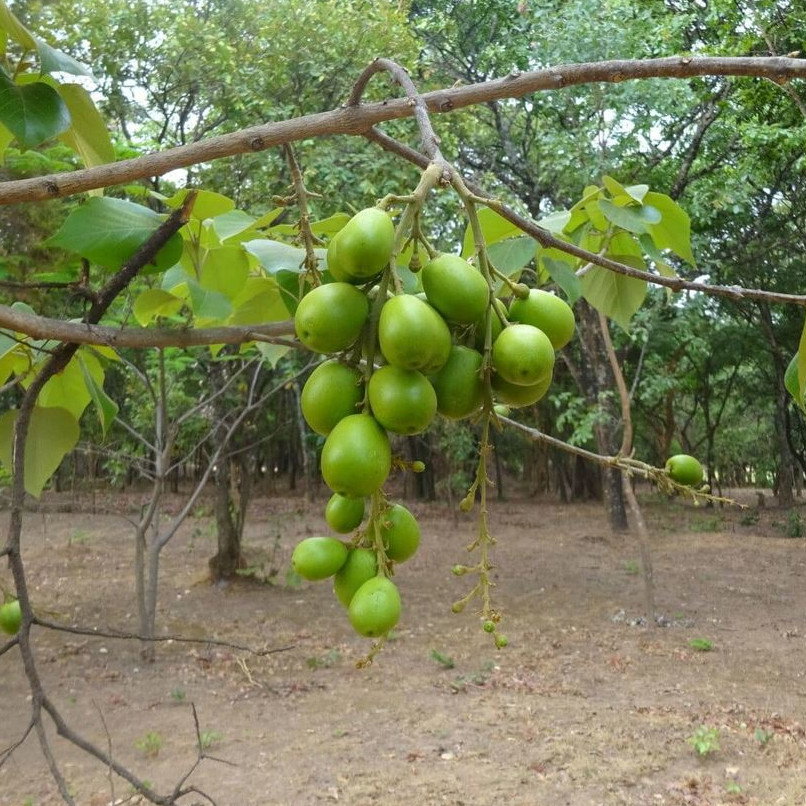 Gmelina Arborea