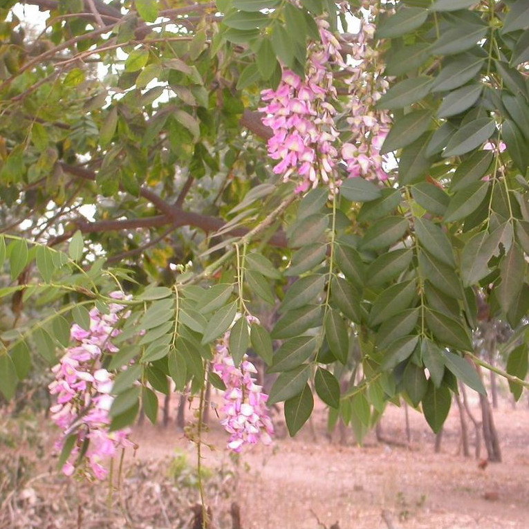 Gliricidia Sepium