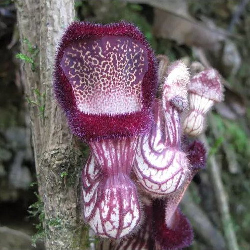 Aristolochia Saccata
