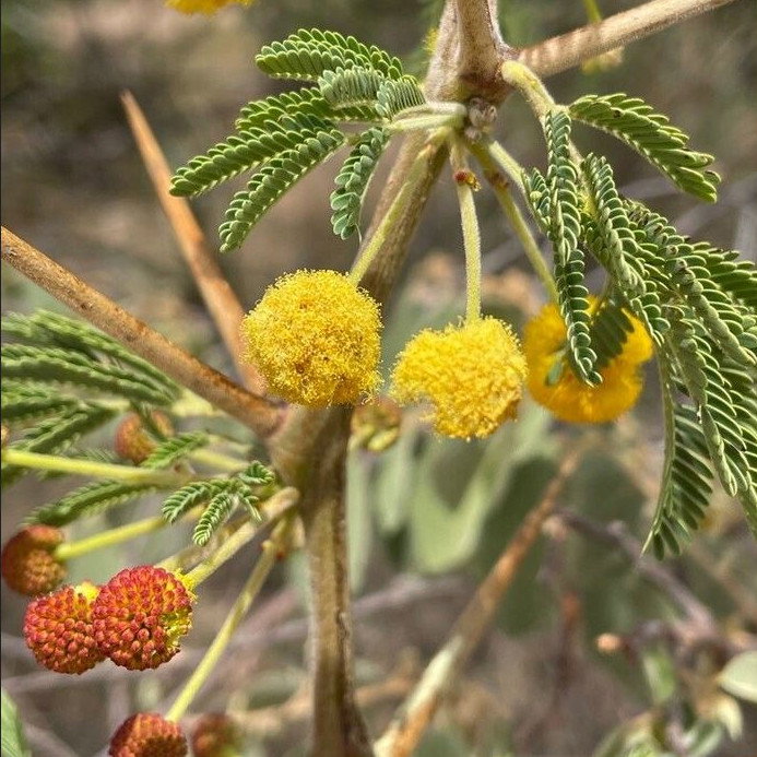 Acacia Arabica