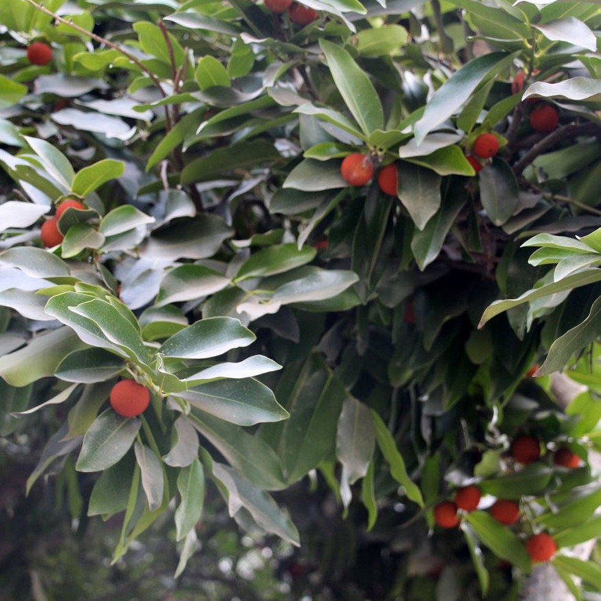 Putranjiva Roxburghii
