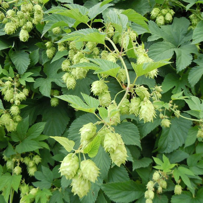 Humulus Lupulus