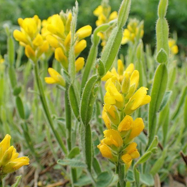 Genista Sagittalis