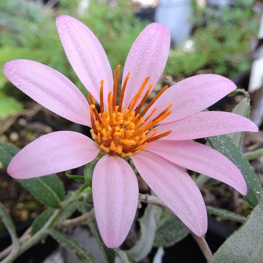 Mutisia Oligodon