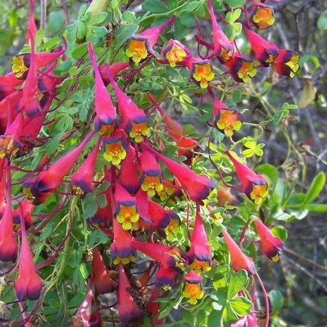 Tropoleum Tricolor