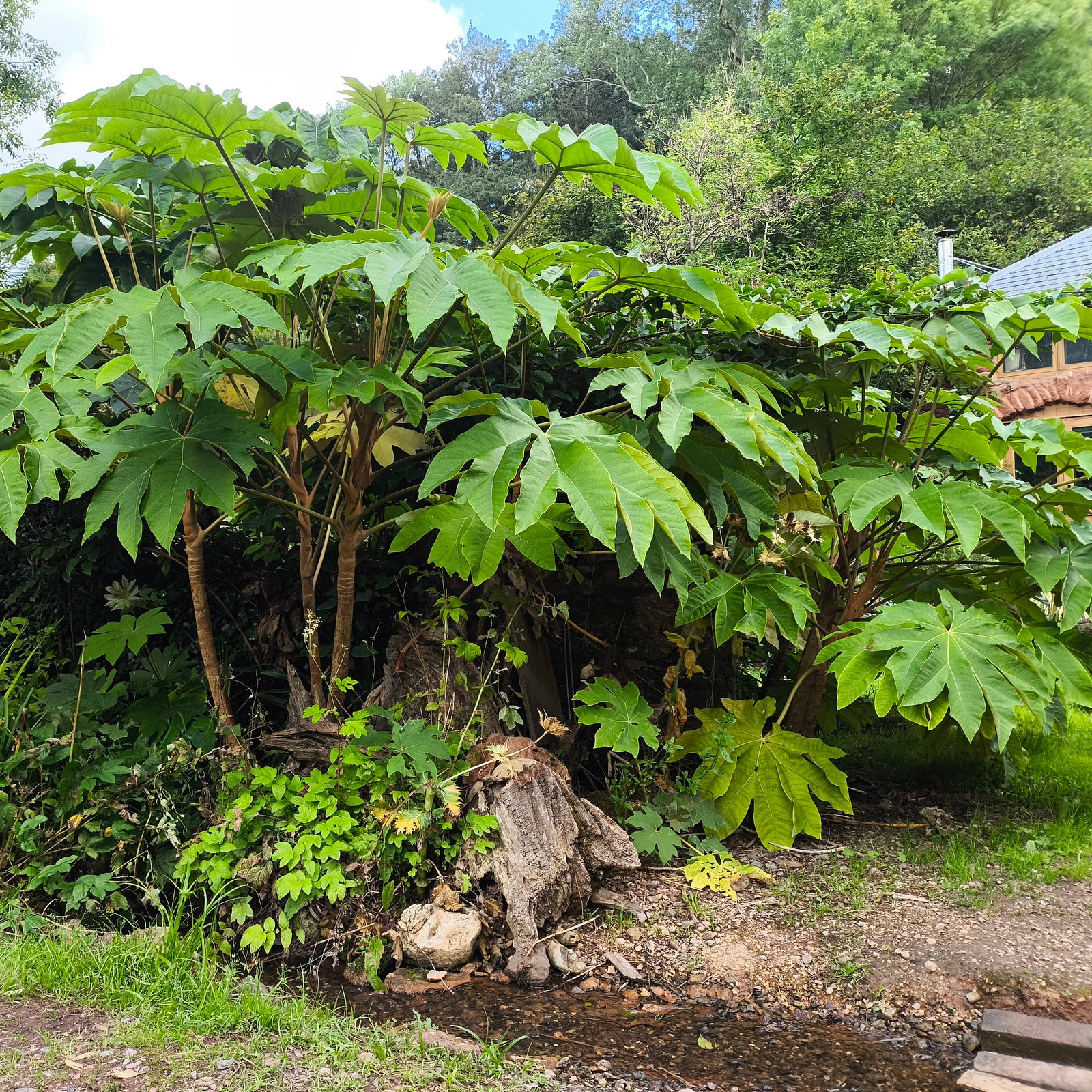 Tetrapanax