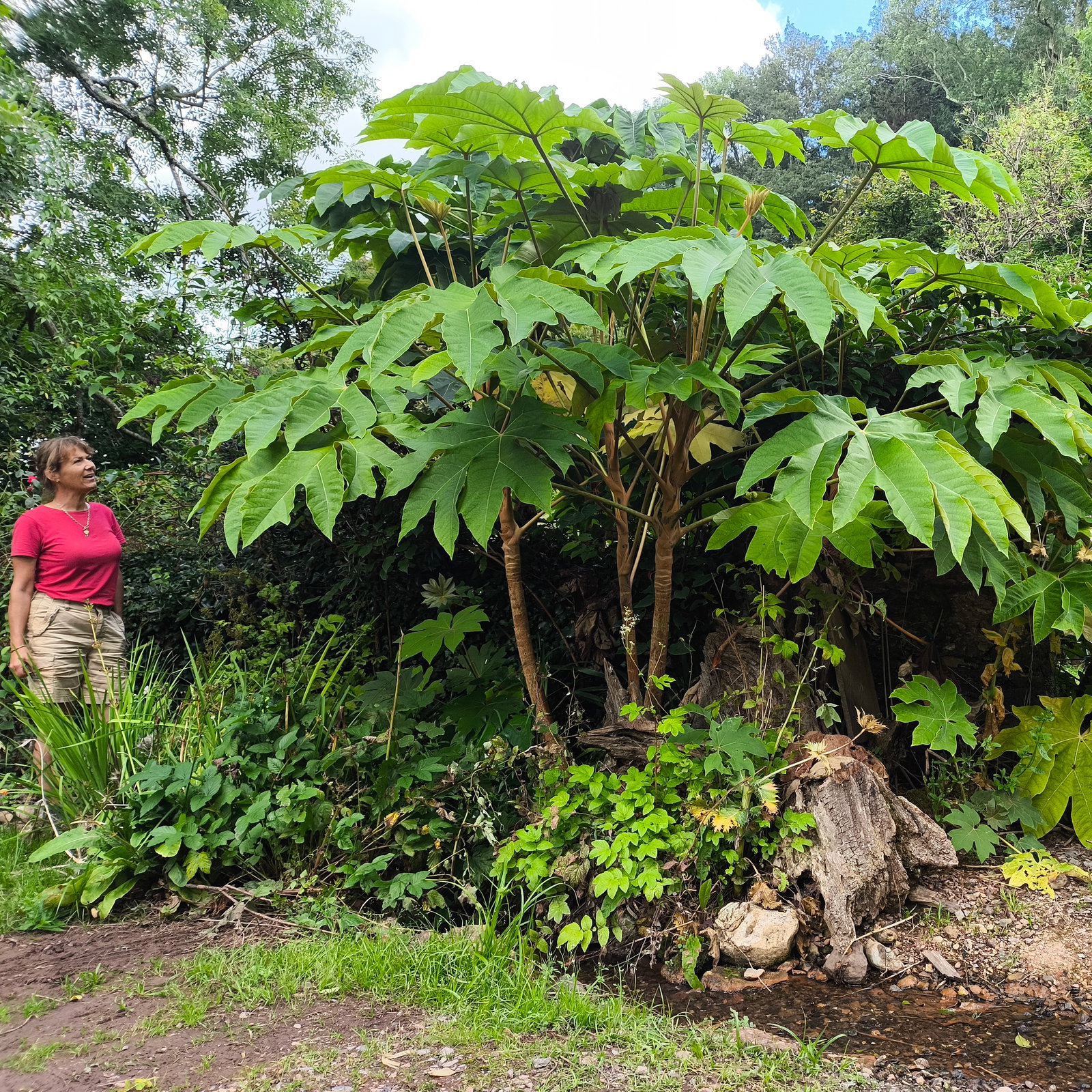 Tetrapanax