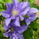 Clematis Boulevard Olympia