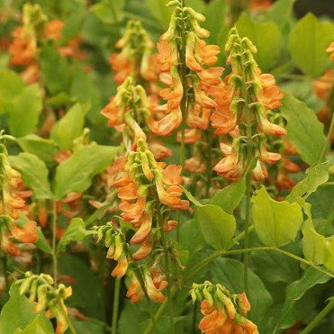 Lathyrus Aureus