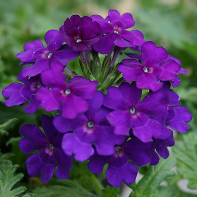 Verbena Vespita Blue Violet
