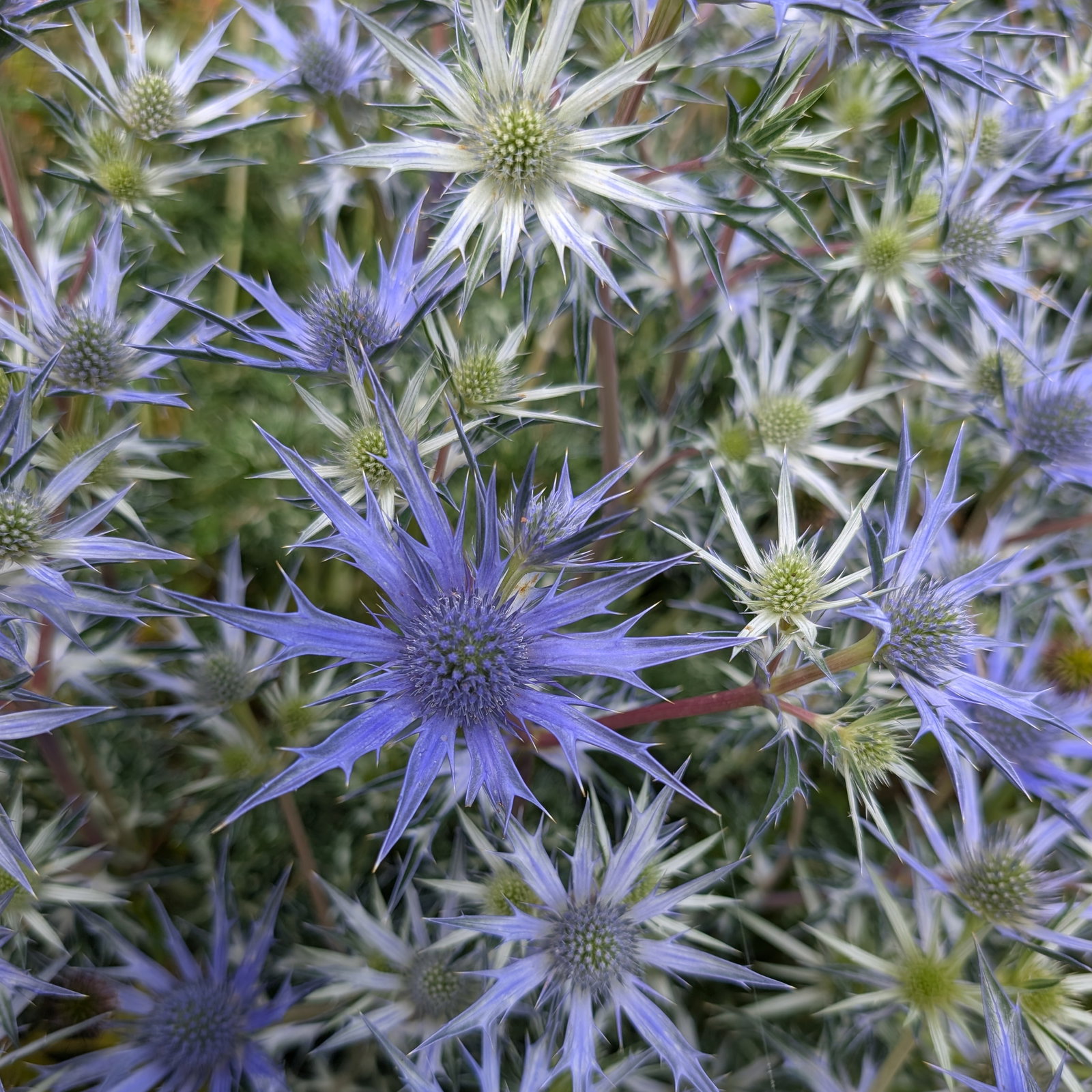 Eryngium Bourgatii