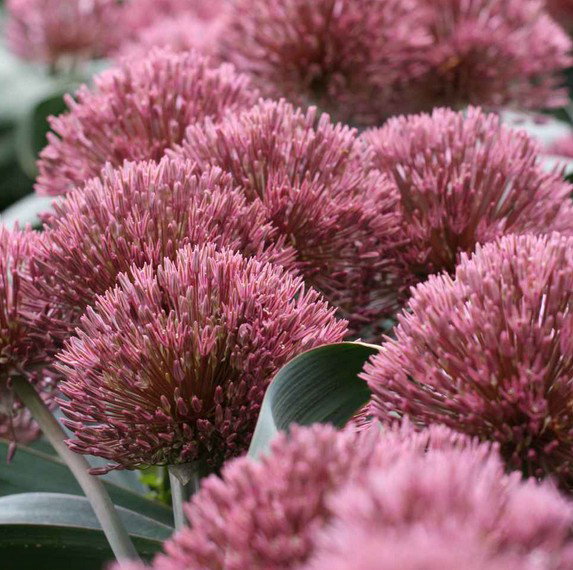 Allium Nevskianum