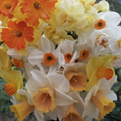 Daffodills Mix