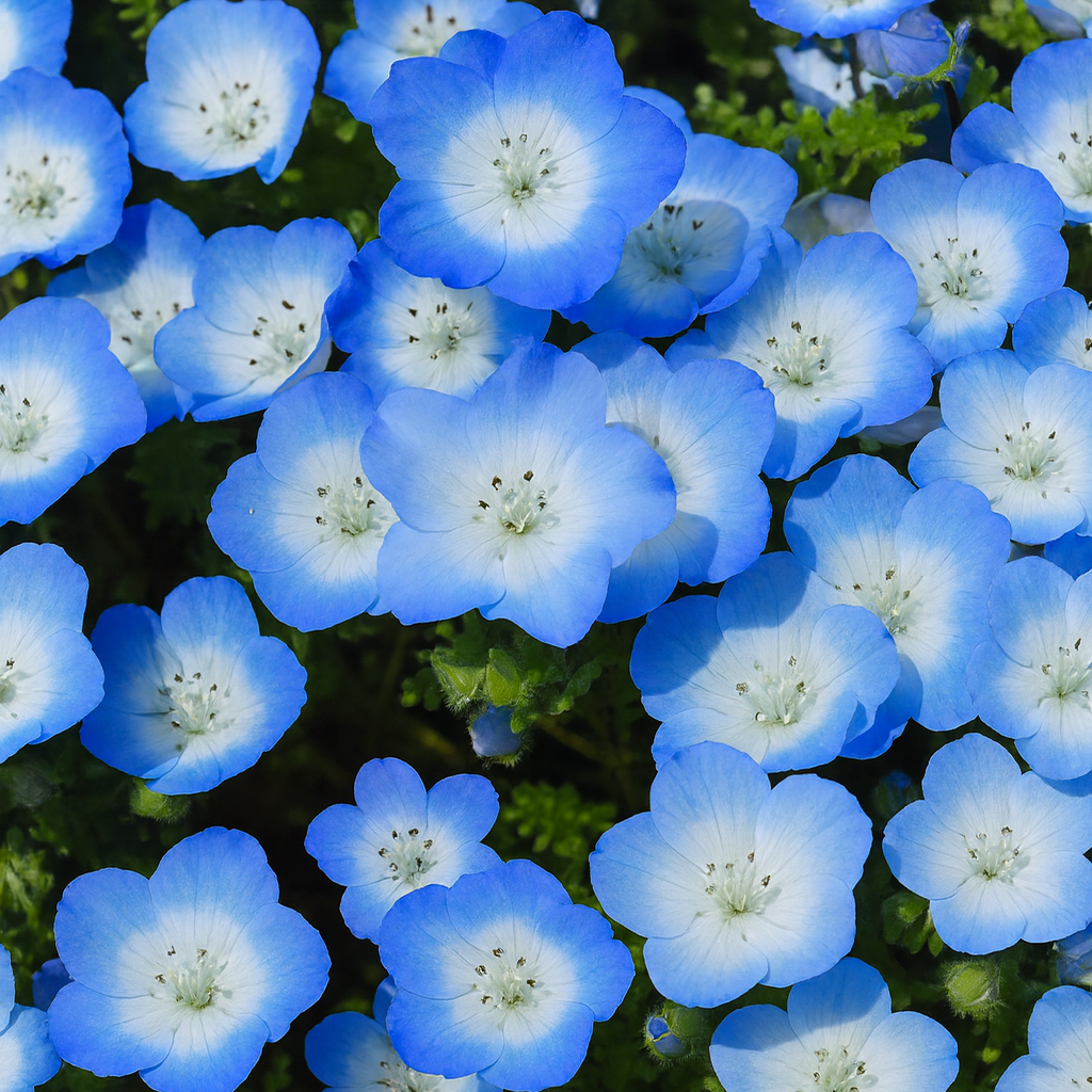 Nemophila Baby Blue Eyes E1760263573564