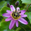 Passiflora Alnifolia