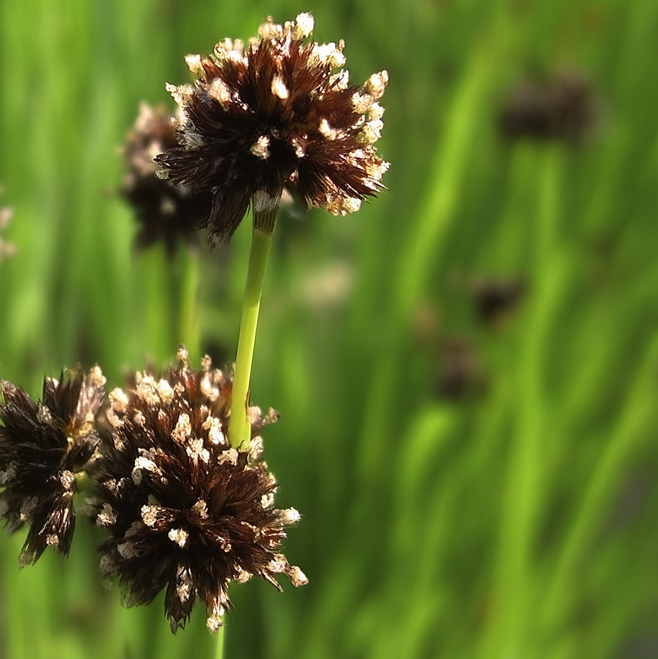 Juncus Ensifolius