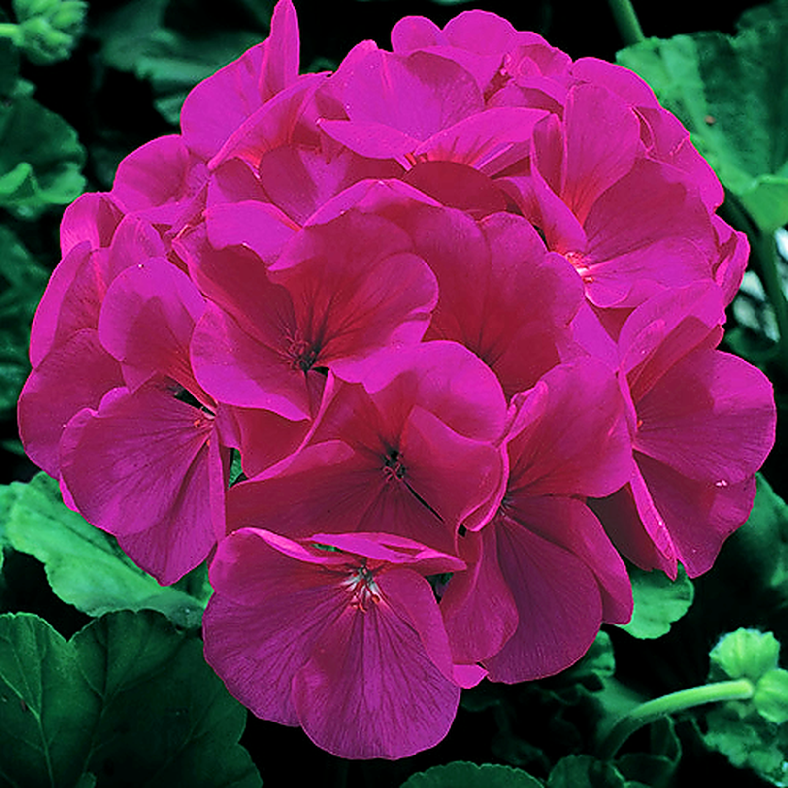 Geranium Maverick Violet Palette