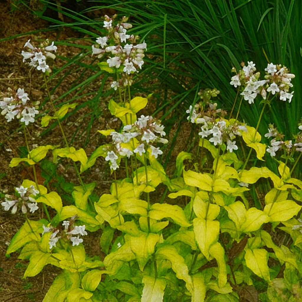Penstemon Gold Foil