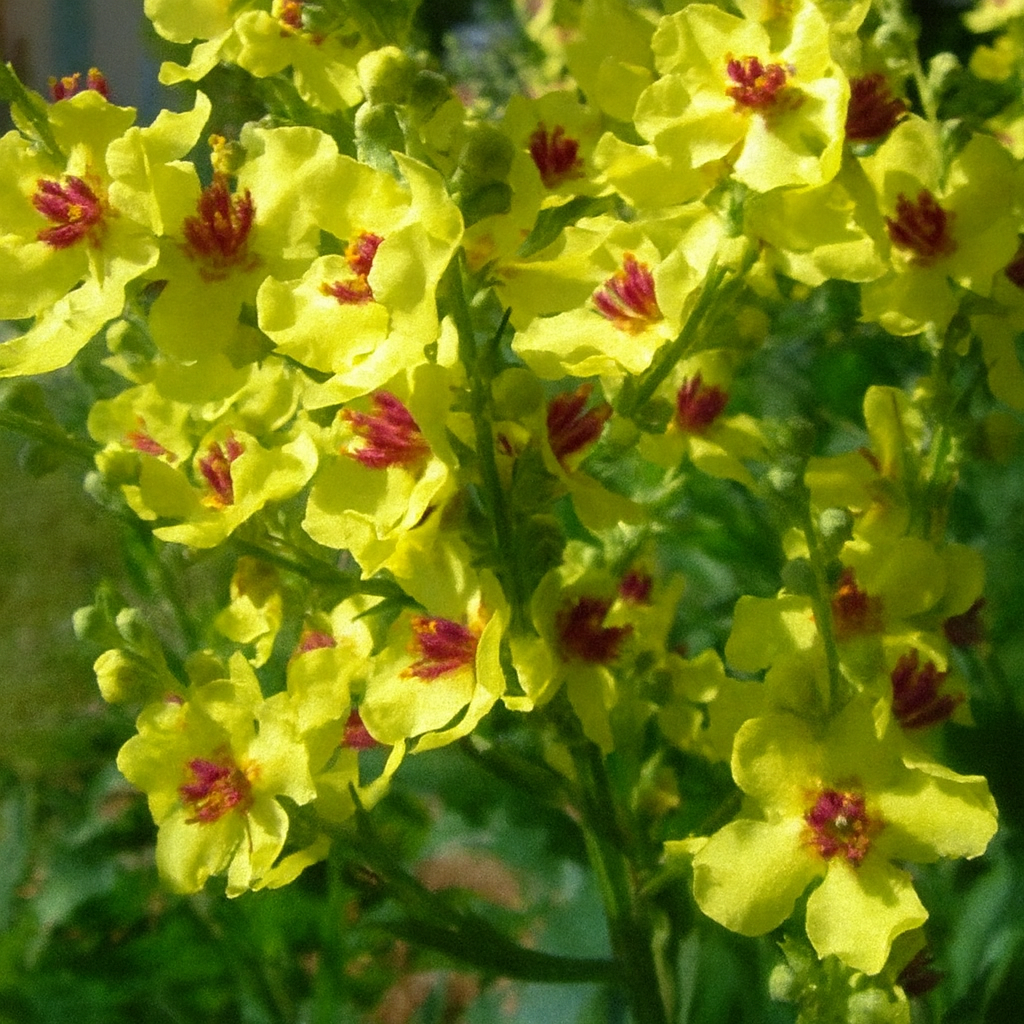 Verbascum Chaxii Yellow