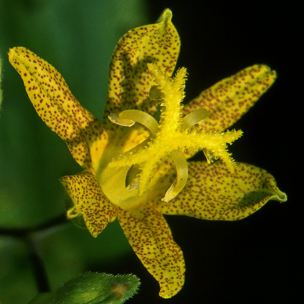 Tricyrtis Latifolia