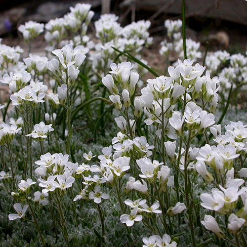 Arabis Androscaea