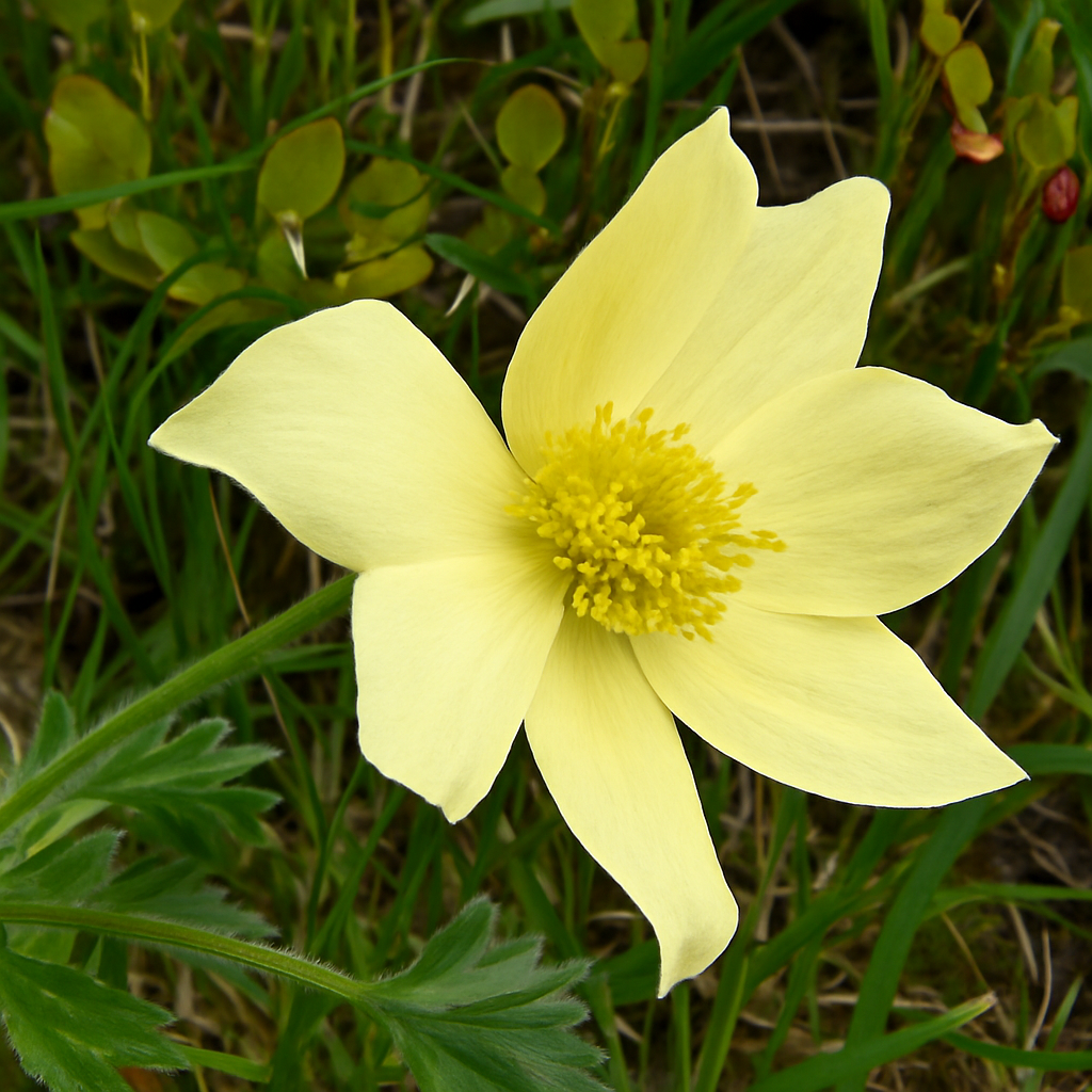 Pulsatilla Alpina Apiifolia