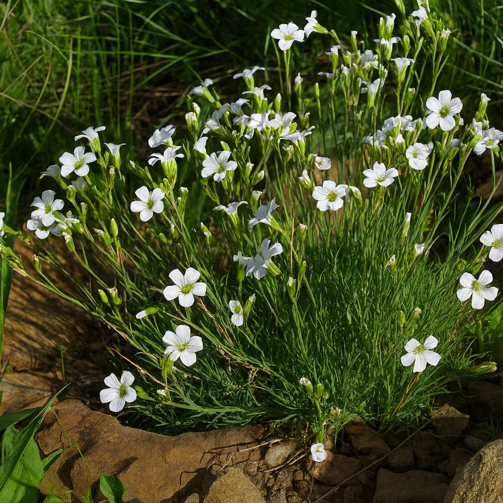 Gypsophila Tenuifolia