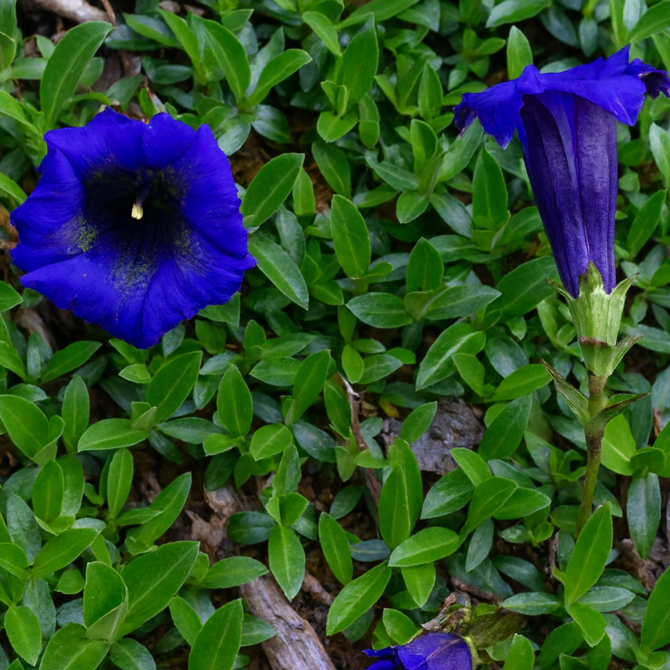 Gentiana Occidentalis E1760260722771