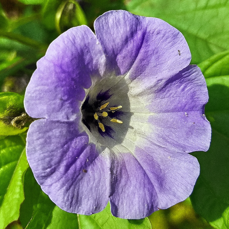 Nicandra Physaloides