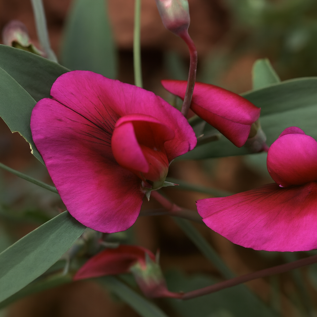 Lathyrus Tingitatus