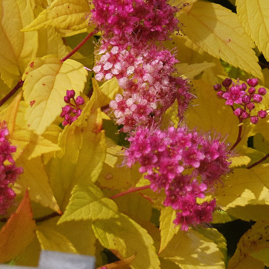 Spirea Gold Princess