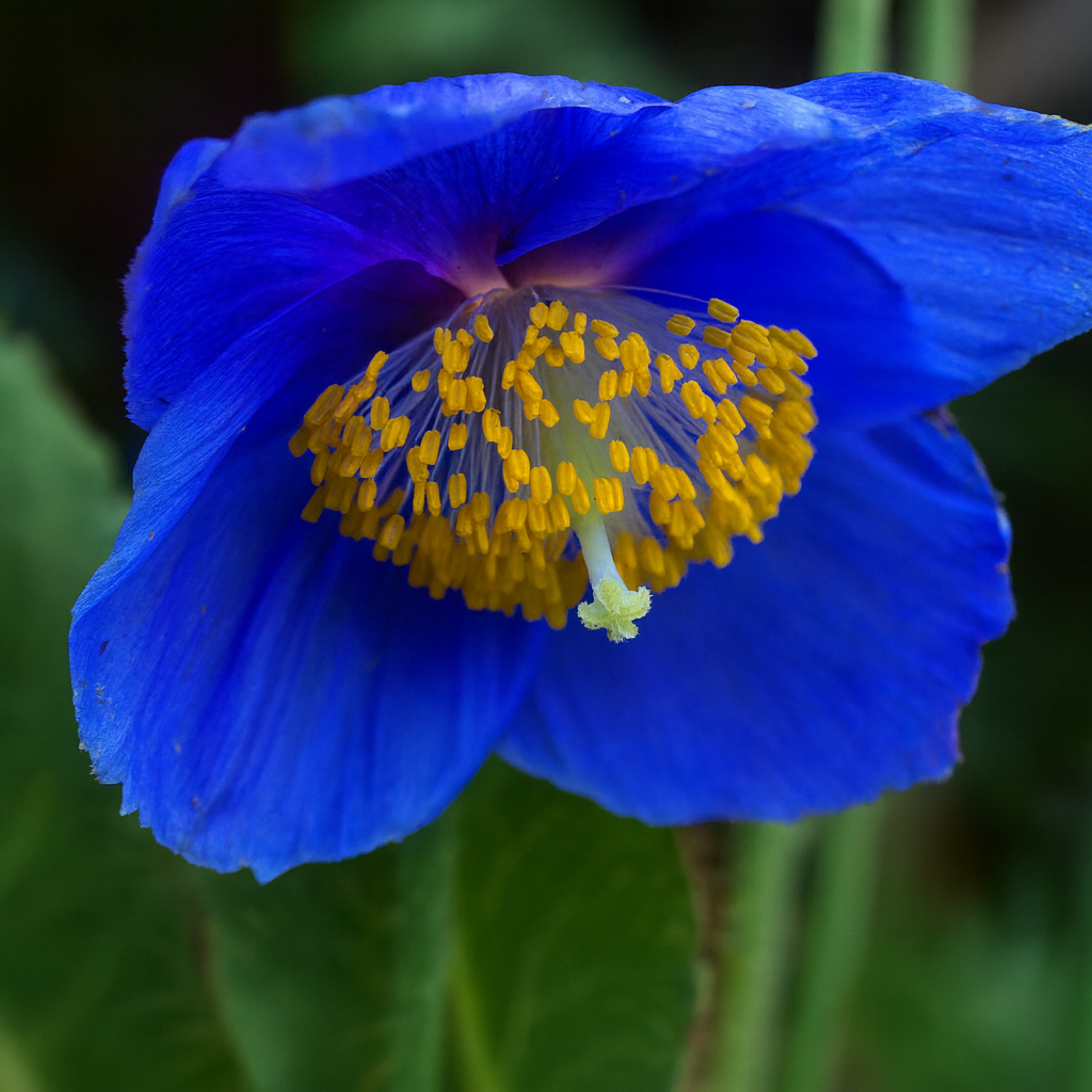 Meconopsis Grandis