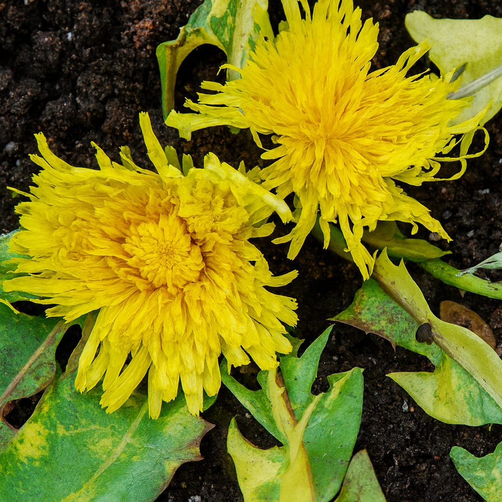 Taraxicum White Flash E1760283247757