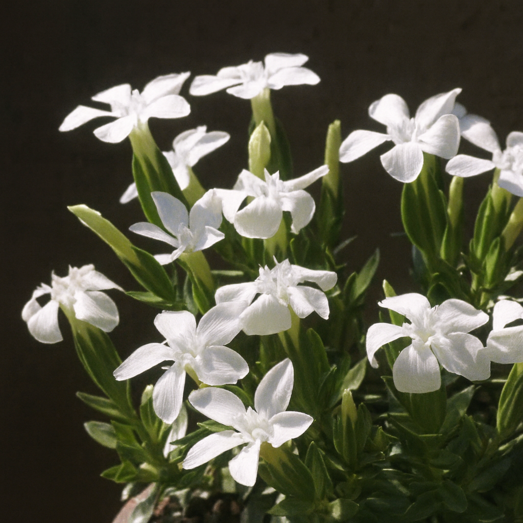 Gentiana Verna Alba