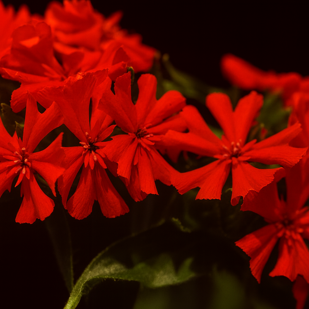 Lychnis Chalcedonica