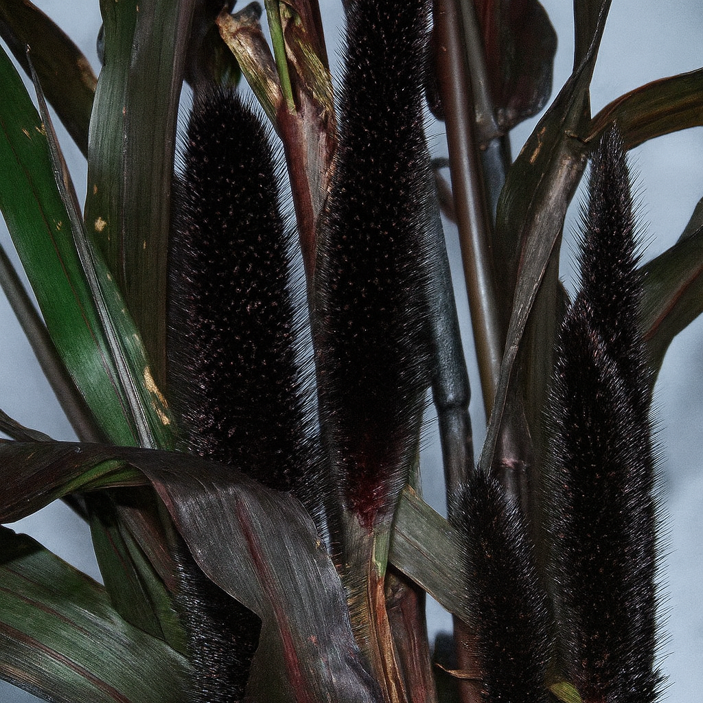 Pennisetum Purple Majesty