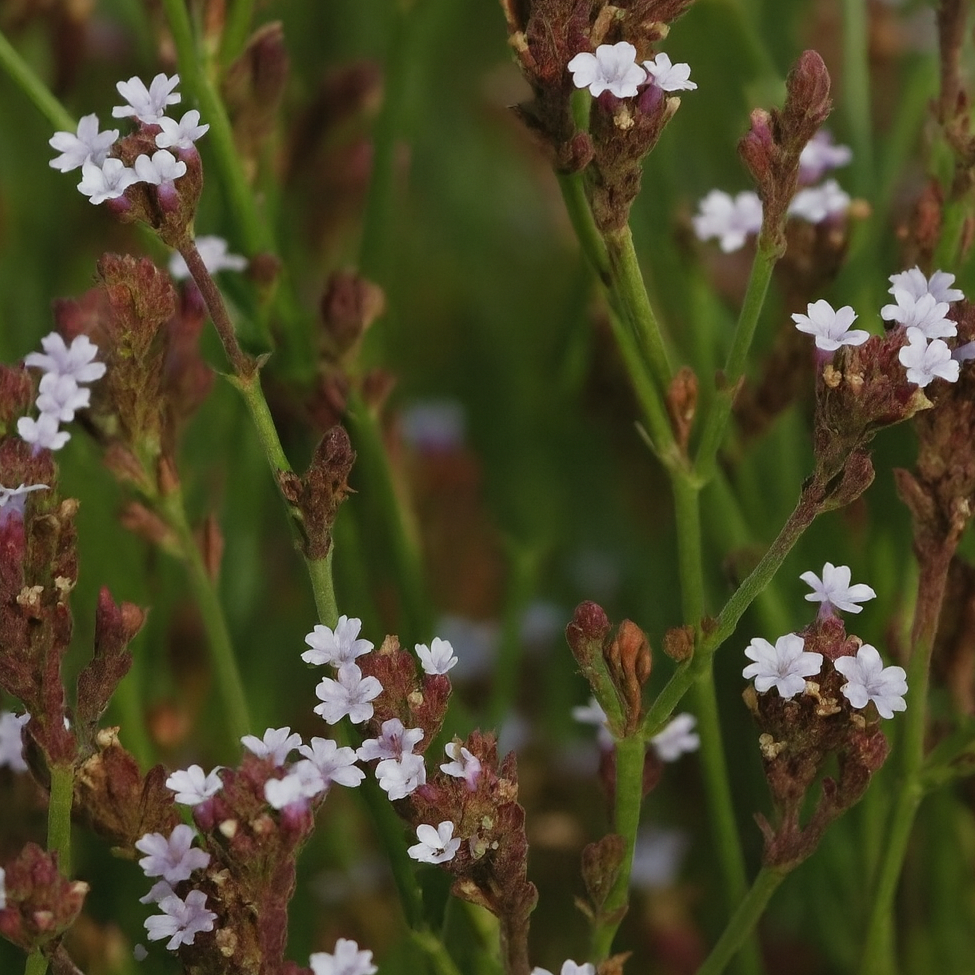 Verbena Snow Storm