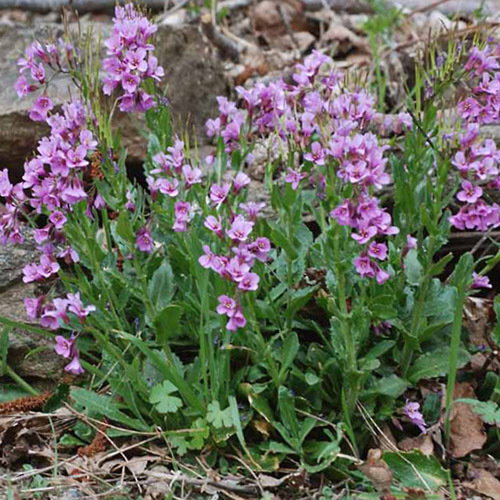 Arabis Collina Rosea